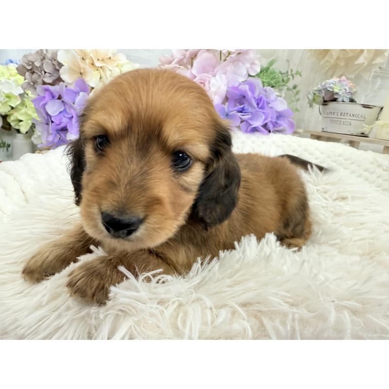 販売中の京都府のミニチュアダックスフンド(ロングヘアード)-423232の6枚目