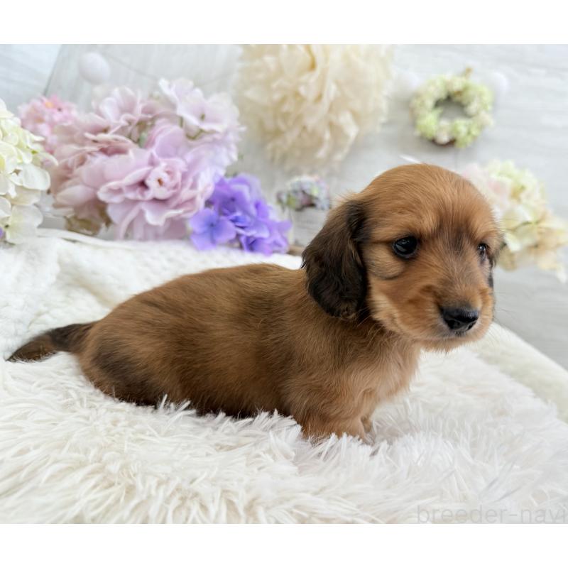 販売中の京都府のミニチュアダックスフンド(ロングヘアード)-423232の5枚目