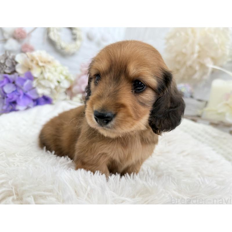 販売中の京都府のミニチュアダックスフンド(ロングヘアード)-423232の4枚目