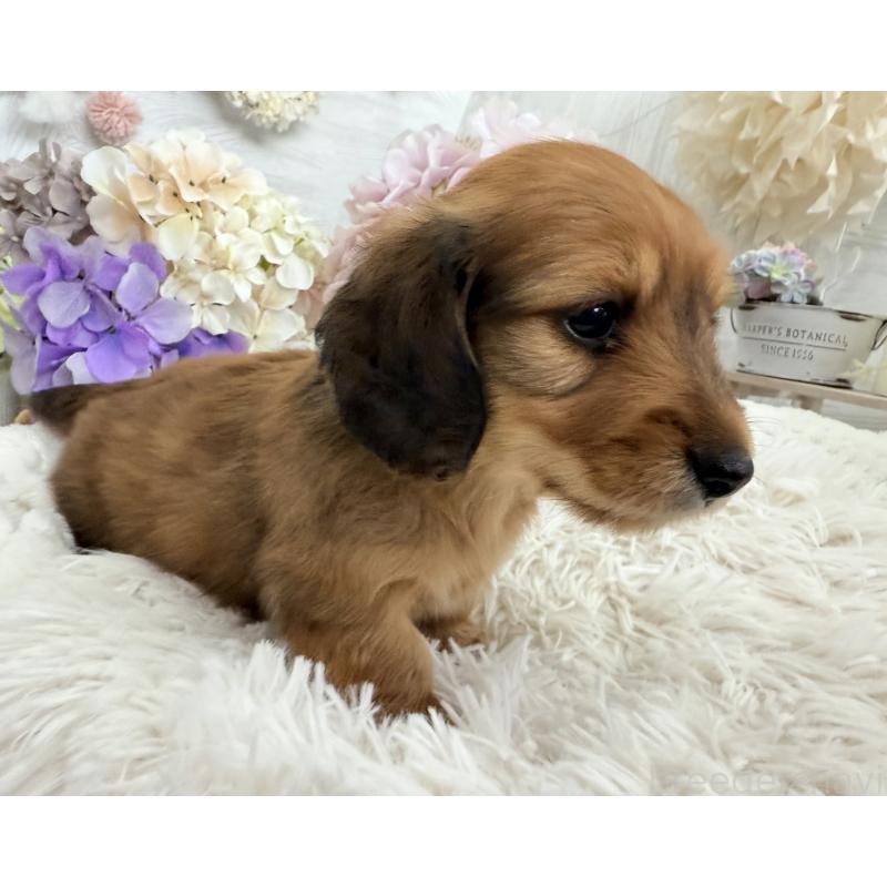 販売中の京都府のミニチュアダックスフンド(ロングヘアード)-423232の3枚目