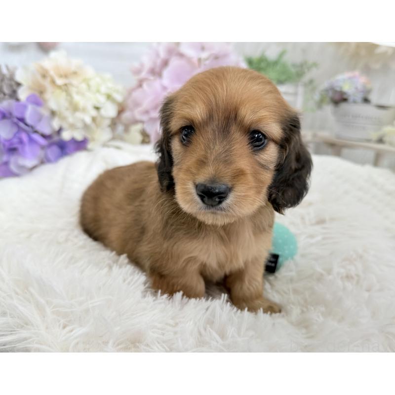 販売中の京都府のミニチュアダックスフンド(ロングヘアード)-423232の2枚目