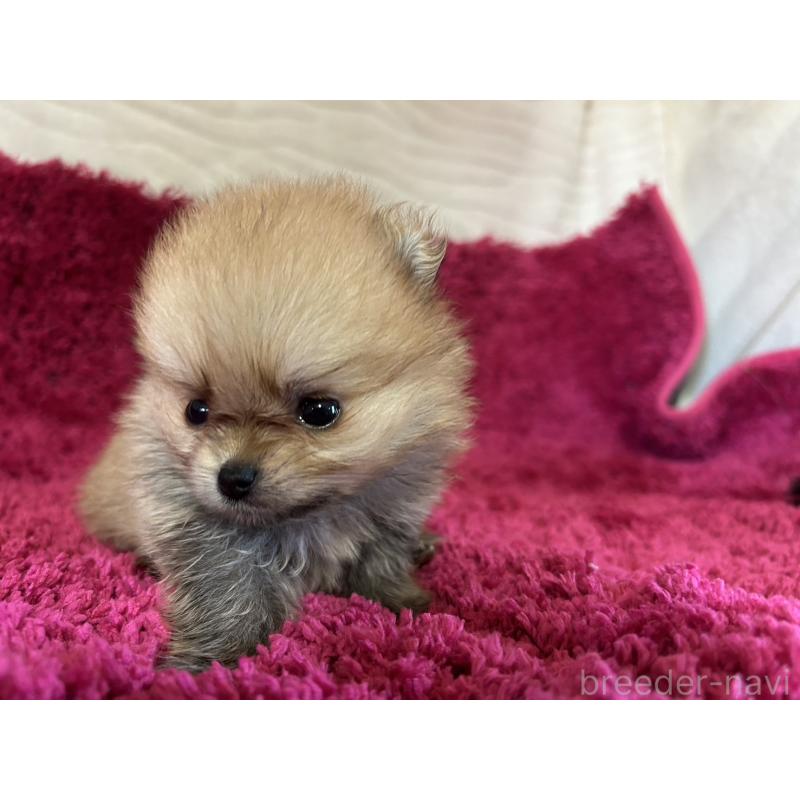 販売中の京都府のポメラニアン-423230の7枚目