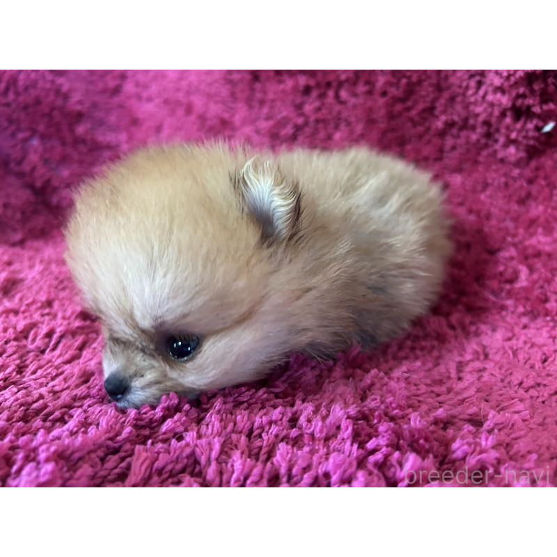 販売中の京都府のポメラニアン-423230の6枚目