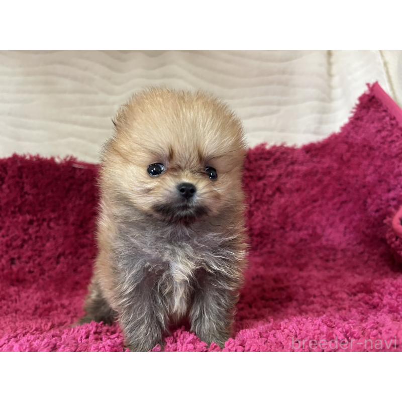 販売中の京都府のポメラニアン-423230の5枚目