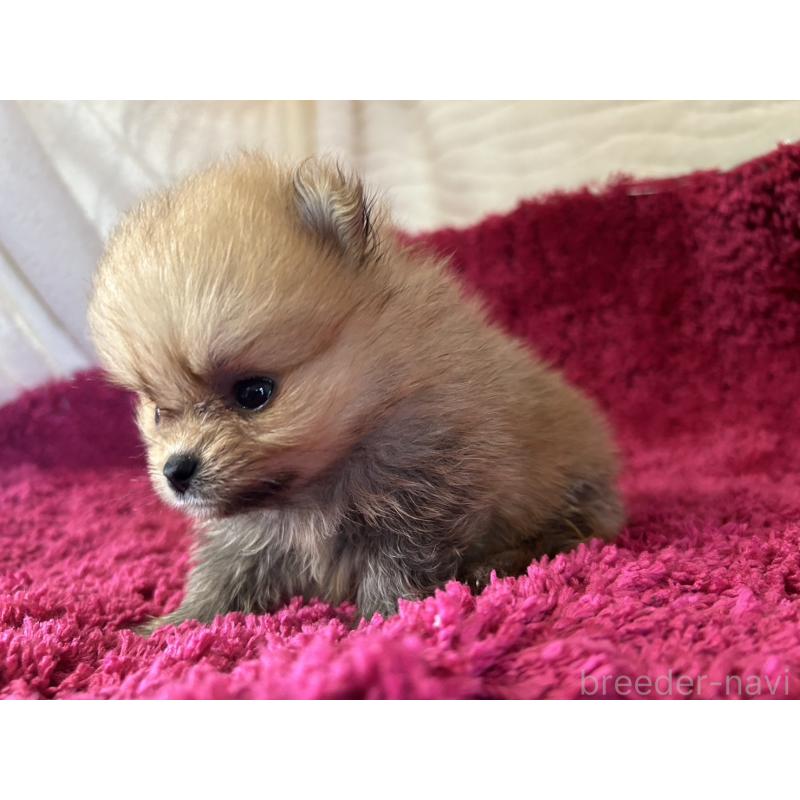 販売中の京都府のポメラニアン-423230の4枚目