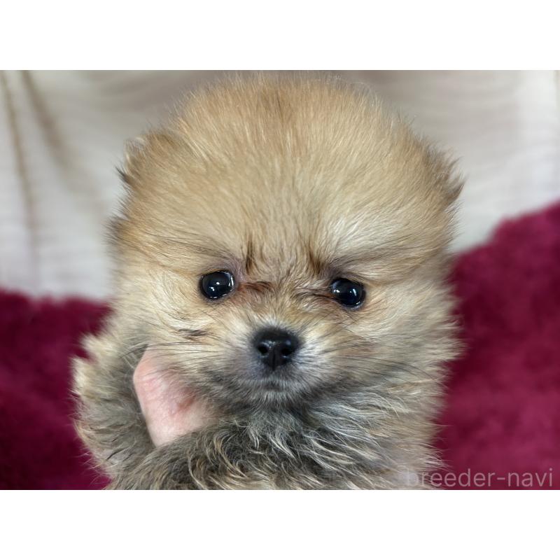 販売中の京都府のポメラニアン-423230の3枚目