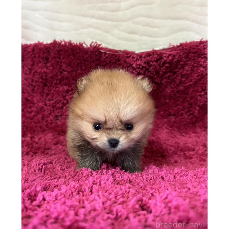 販売中の京都府のポメラニアン-423230の2枚目