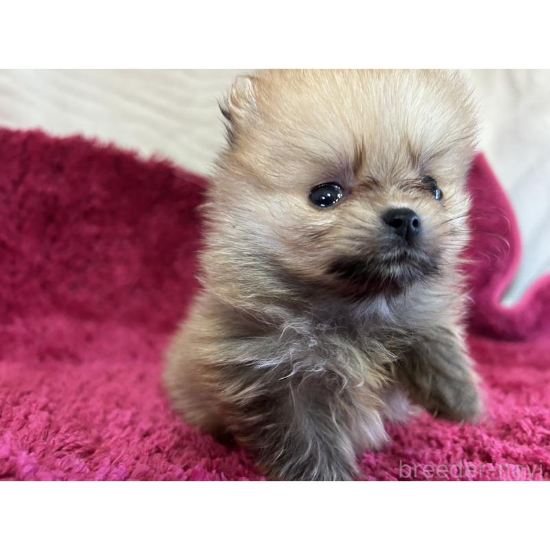 販売中の京都府のポメラニアン-423230