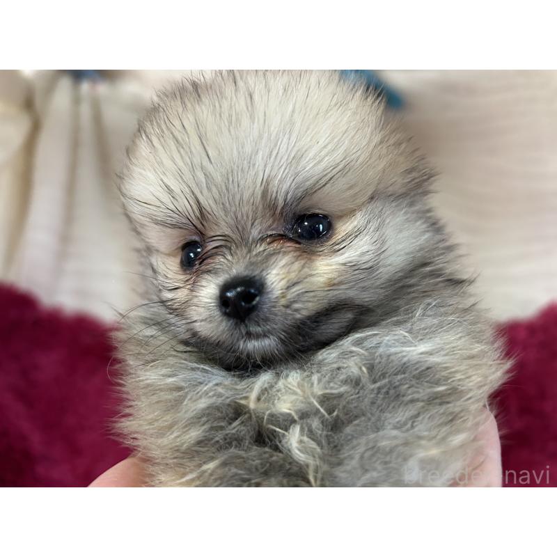 販売中の京都府のポメラニアン-423231の7枚目