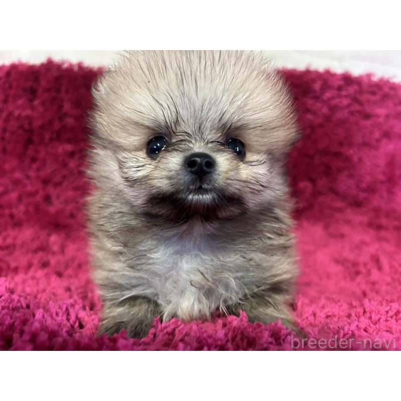 販売中の京都府のポメラニアン-423231の6枚目