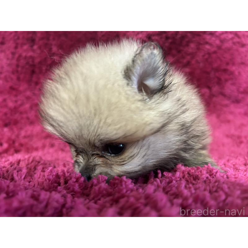 販売中の京都府のポメラニアン-423231の5枚目