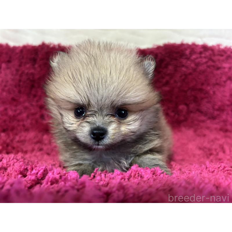 販売中の京都府のポメラニアン-423231の4枚目
