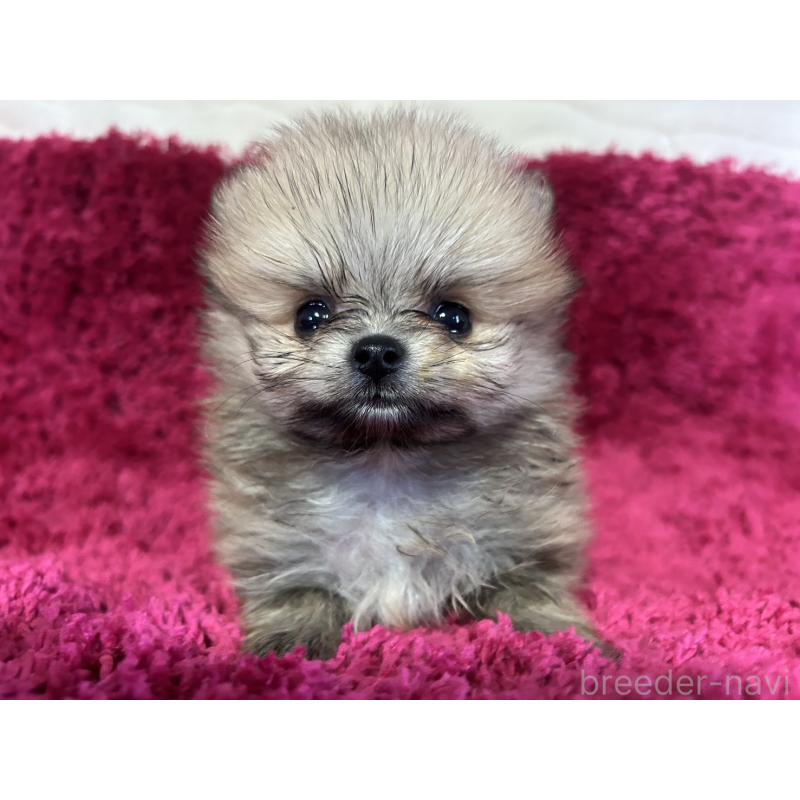 販売中の京都府のポメラニアン-423231