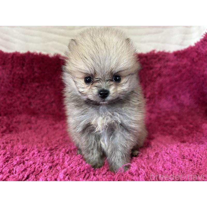 販売中の京都府のポメラニアン-423231の3枚目