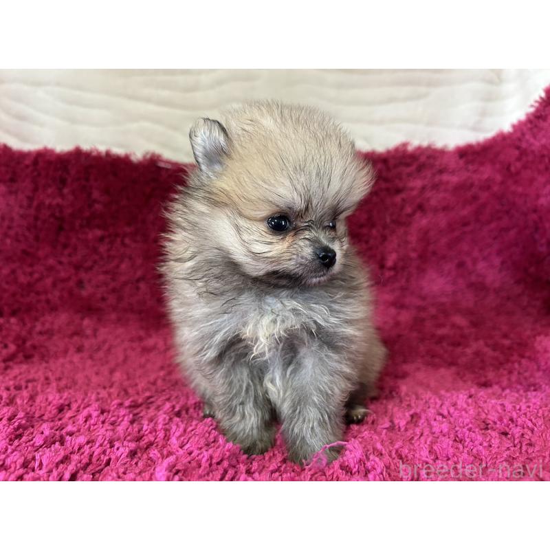 販売中の京都府のポメラニアン-423231の2枚目