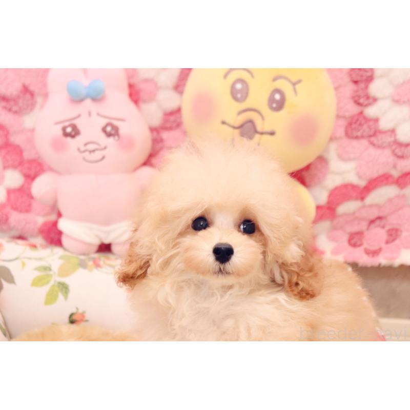 販売中の宮城県のティーカッププードル-423048の1枚目