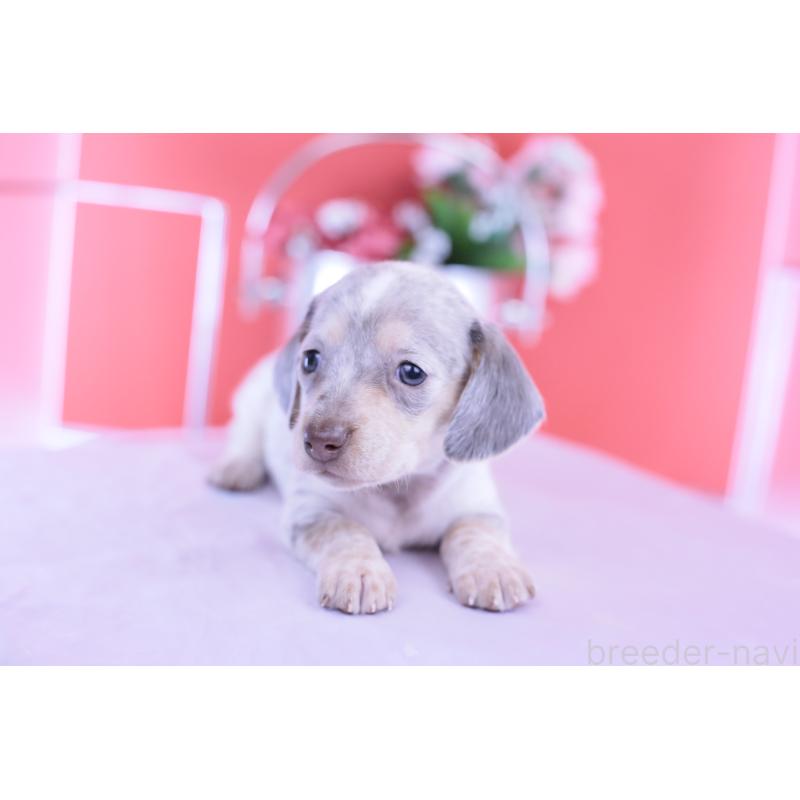 販売中の愛知県のミニチュアダックスフンド(スムースヘアード)-423233の14枚目