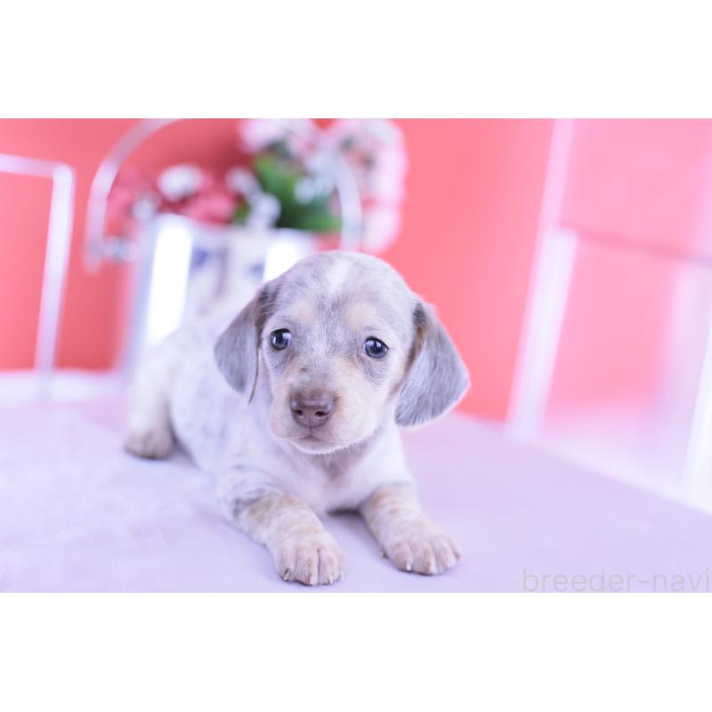 販売中の愛知県のミニチュアダックスフンド(スムースヘアード)-423233の13枚目