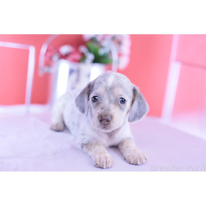 販売中の愛知県のミニチュアダックスフンド(スムースヘアード)-423233の12枚目