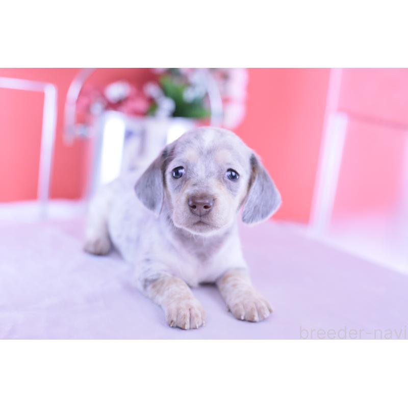 販売中の愛知県のミニチュアダックスフンド(スムースヘアード)-423233の11枚目