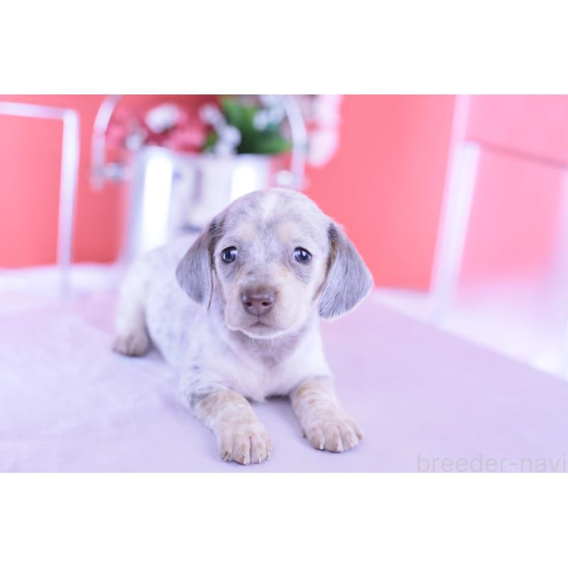 販売中の愛知県のミニチュアダックスフンド(スムースヘアード)-423233の10枚目