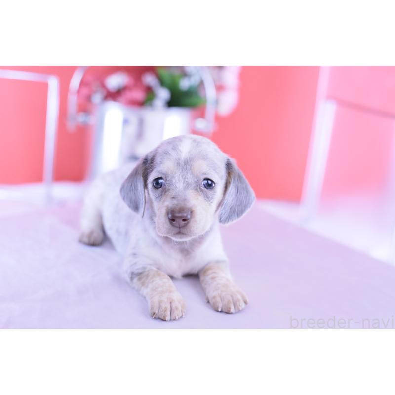 販売中の愛知県のミニチュアダックスフンド(スムースヘアード)-423233の9枚目