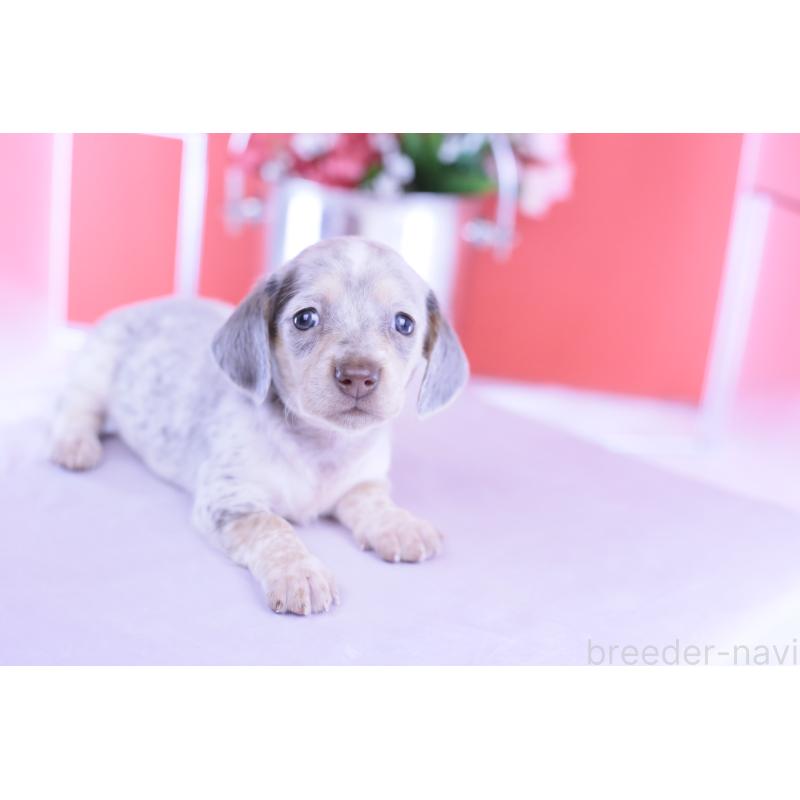 販売中の愛知県のミニチュアダックスフンド(スムースヘアード)-423233の6枚目