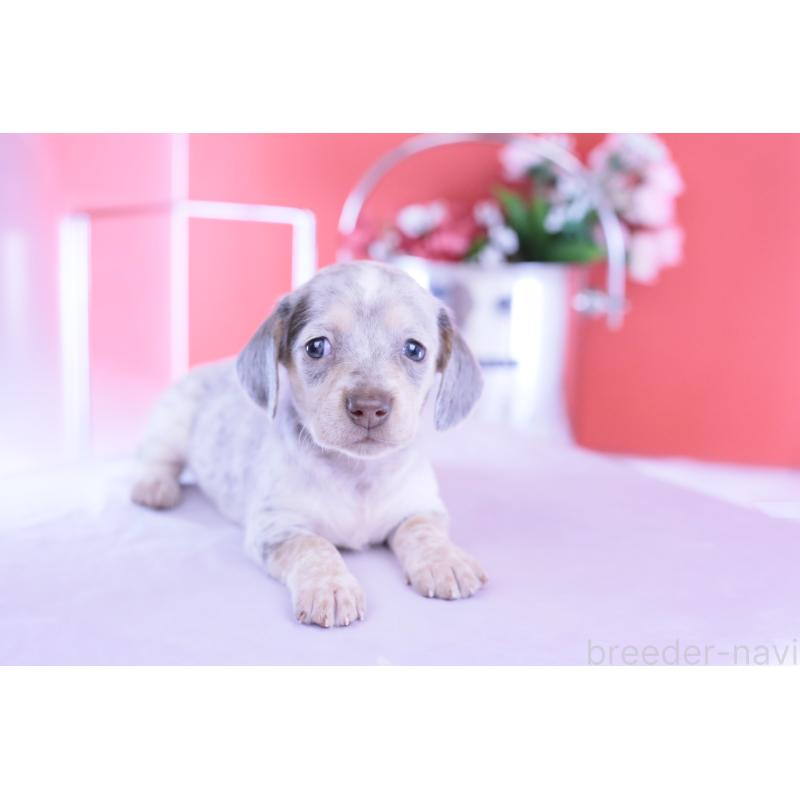 販売中の愛知県のミニチュアダックスフンド(スムースヘアード)-423233の5枚目