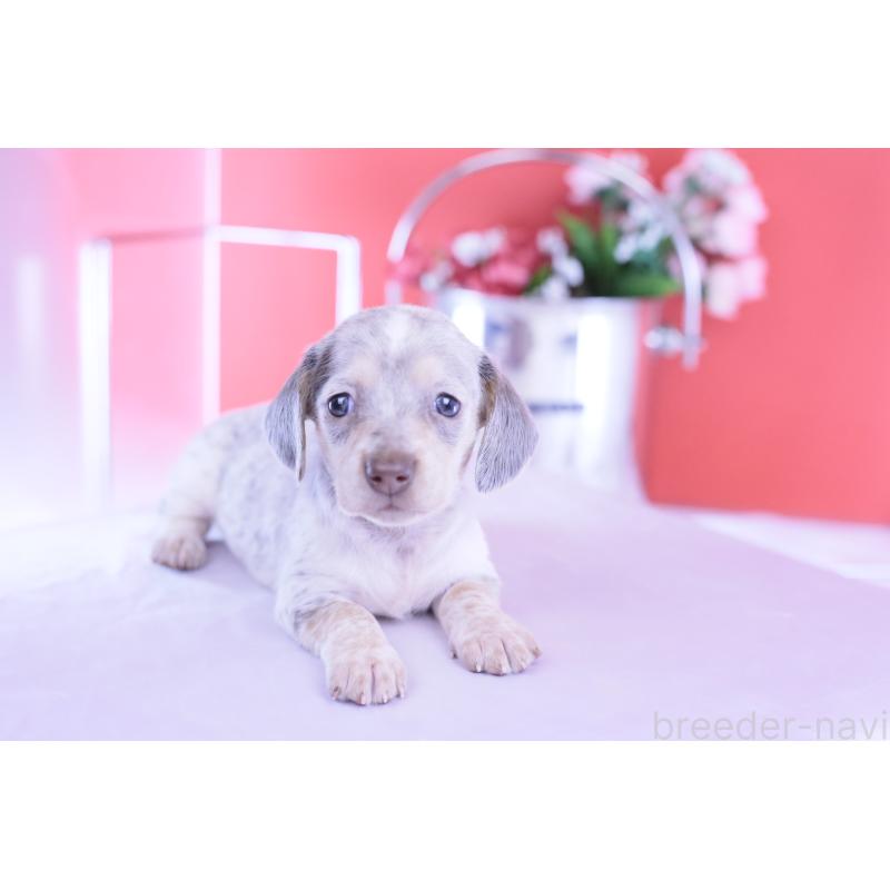 販売中の愛知県のミニチュアダックスフンド(スムースヘアード)-423233の4枚目