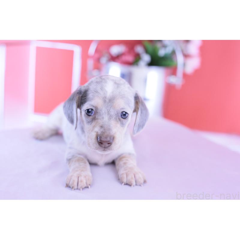 販売中の愛知県のミニチュアダックスフンド(スムースヘアード)-423233の3枚目