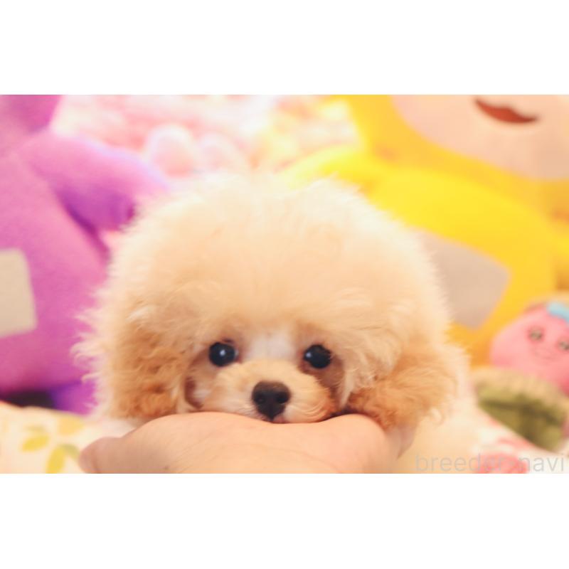 販売中の宮城県のティーカッププードル-423047の2枚目