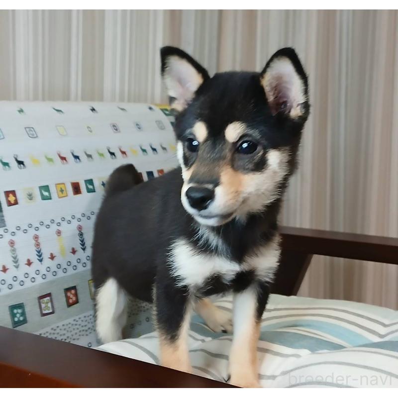 販売中の熊本県の豆柴-423235の6枚目