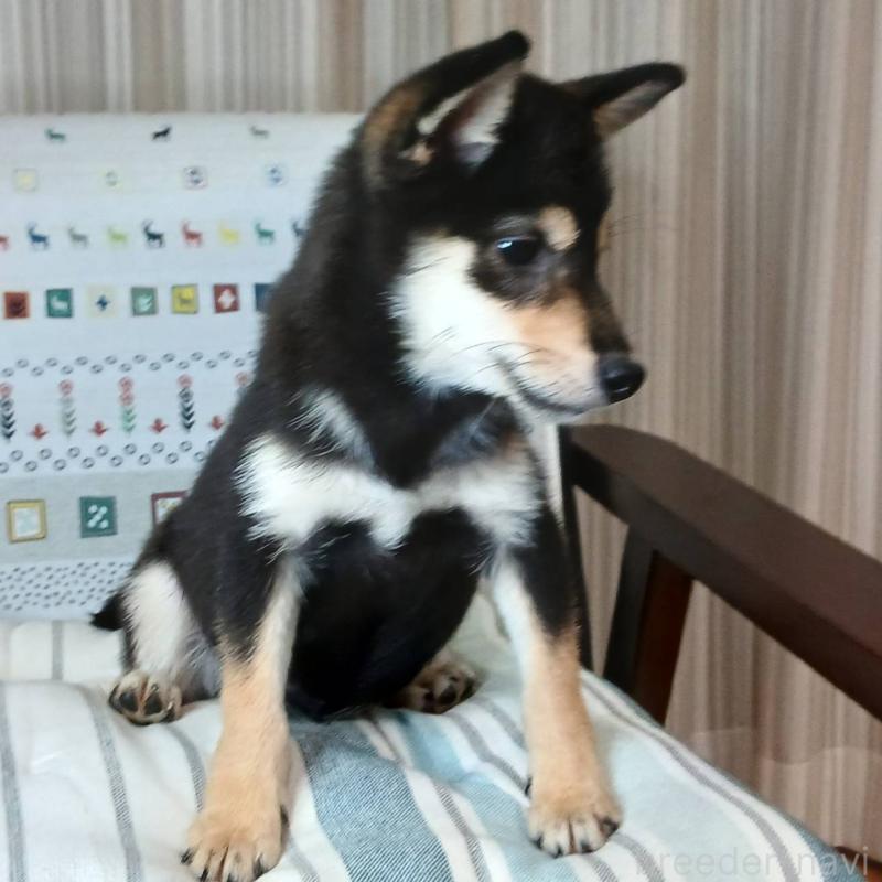 販売中の熊本県の豆柴-423235の5枚目