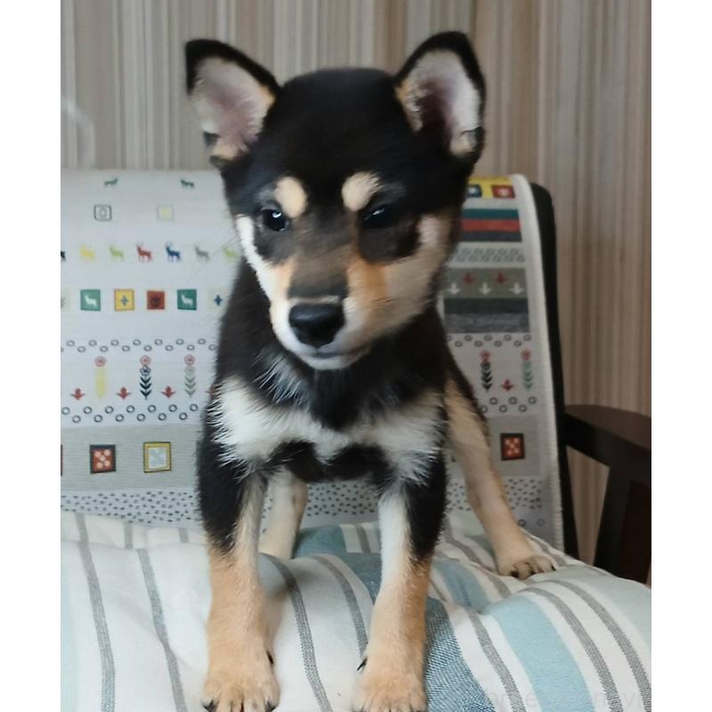 販売中の熊本県の豆柴-423235の4枚目