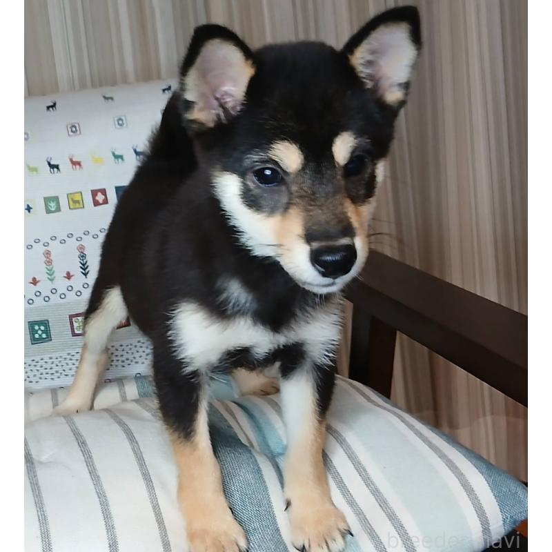 販売中の熊本県の豆柴-423235の3枚目