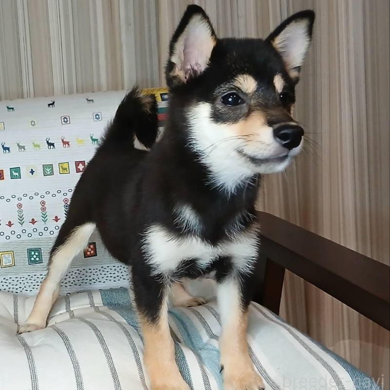 販売中の熊本県の豆柴-423235の1枚目