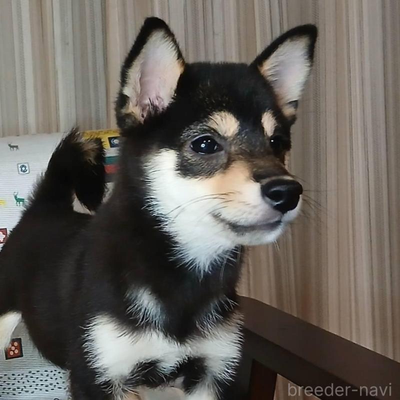 販売中の熊本県の豆柴-423235の2枚目