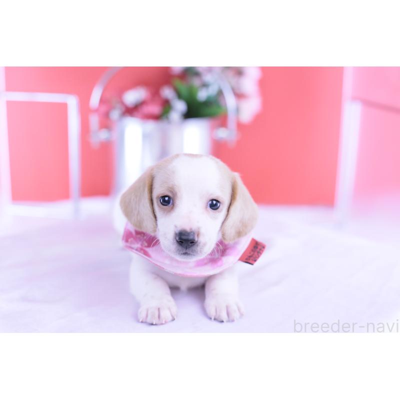 販売中の愛知県のミニチュアダックスフンド(スムースヘアード)-423236の15枚目