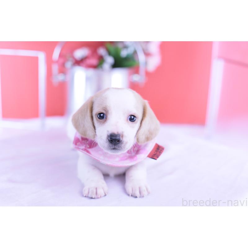 販売中の愛知県のミニチュアダックスフンド(スムースヘアード)-423236の14枚目