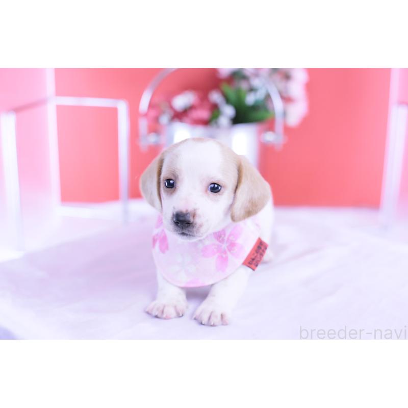 販売中の愛知県のミニチュアダックスフンド(スムースヘアード)-423236の13枚目