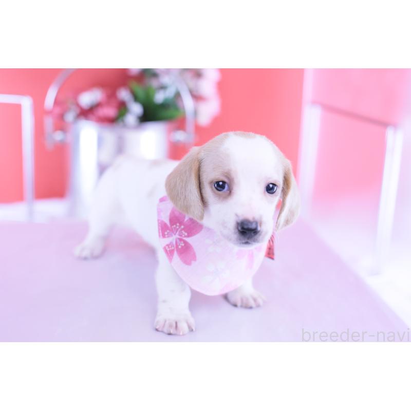 販売中の愛知県のミニチュアダックスフンド(スムースヘアード)-423236の12枚目