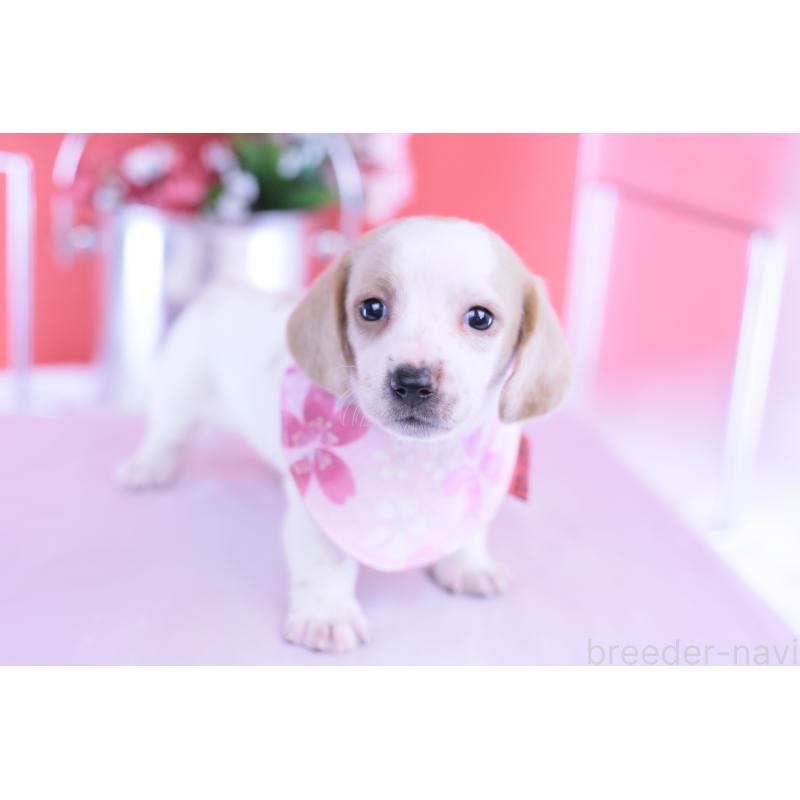 販売中の愛知県のミニチュアダックスフンド(スムースヘアード)-423236の11枚目