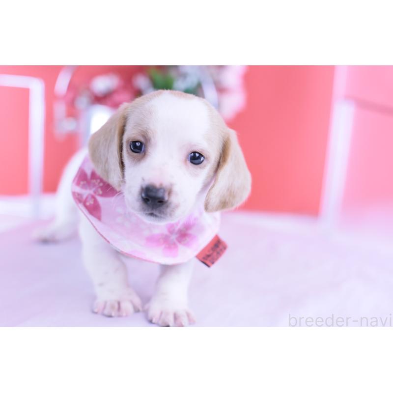 販売中の愛知県のミニチュアダックスフンド(スムースヘアード)-423236の10枚目