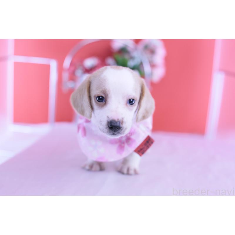 販売中の愛知県のミニチュアダックスフンド(スムースヘアード)-423236の9枚目