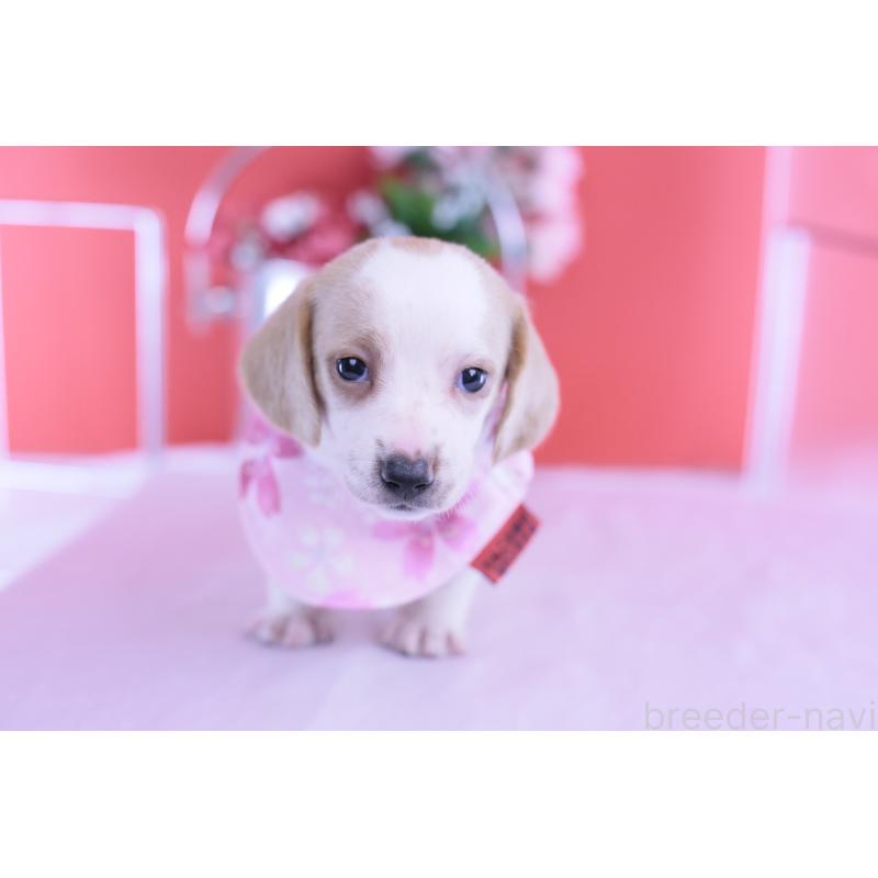 販売中の愛知県のミニチュアダックスフンド(スムースヘアード)-423236の8枚目