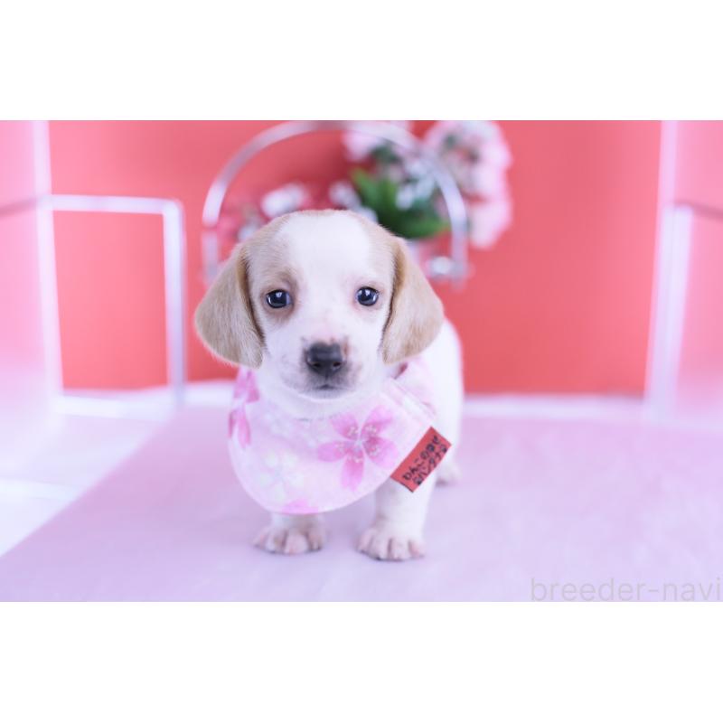 販売中の愛知県のミニチュアダックスフンド(スムースヘアード)-423236の7枚目