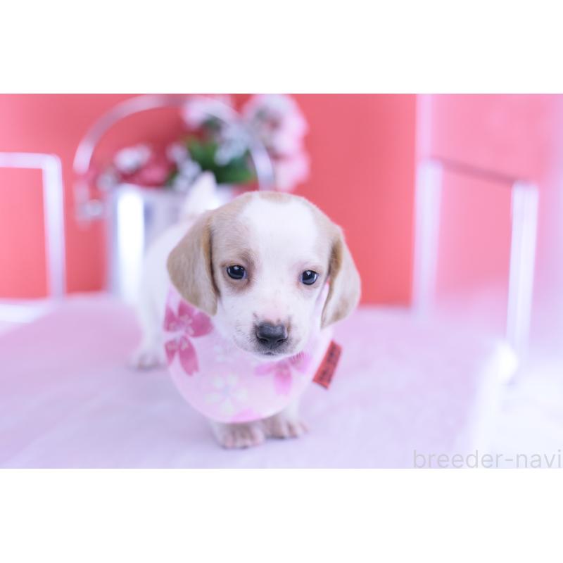 販売中の愛知県のミニチュアダックスフンド(スムースヘアード)-423236の6枚目