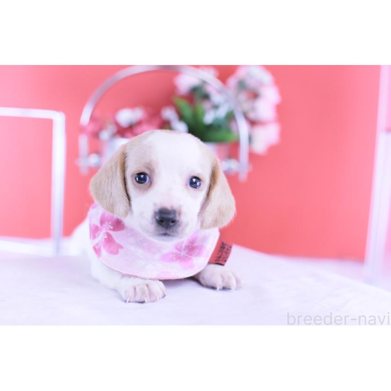 販売中の愛知県のミニチュアダックスフンド(スムースヘアード)-423236の5枚目