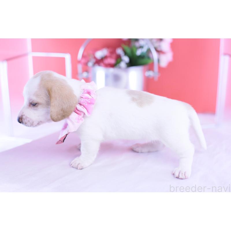 販売中の愛知県のミニチュアダックスフンド(スムースヘアード)-423236の4枚目