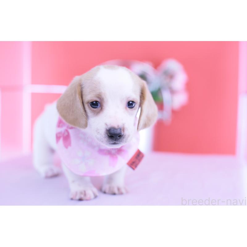 販売中の愛知県のミニチュアダックスフンド(スムースヘアード)-423236の2枚目